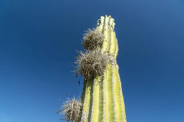 Tillandsia Recurvata Aerial Plant Greating Cactus Baja California Sur Mexico — стоковое фото