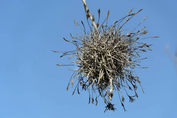 Tillandsia Recurvata Aerial Plant Baja California Sur Mexico — стоковое фото