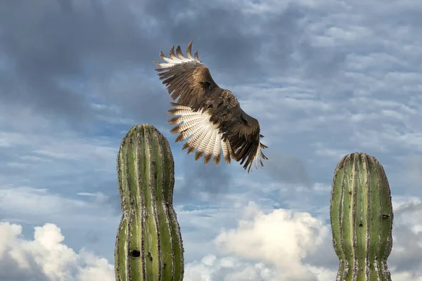 Caracara Cheriway Crested Falcon Cactus Baja California Meksyk — Zdjęcie stockowe