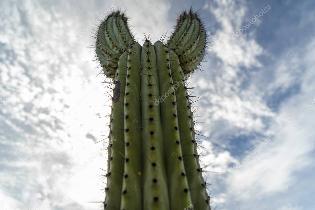 baja california cactus close up detail
