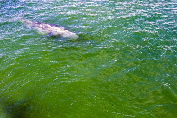 Γκρι Φάλαινα Στο Μεξικό Baja Καλιφόρνια Magdalena Κόλπο Εναέρια Άποψη — Φωτογραφία Αρχείου