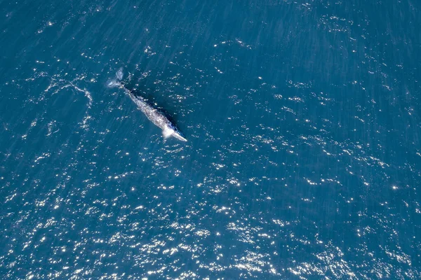 Šedá Velryba Mexiku Baja Kalifornie Magdalena Bay Letecké Drone Pohled — Stock fotografie
