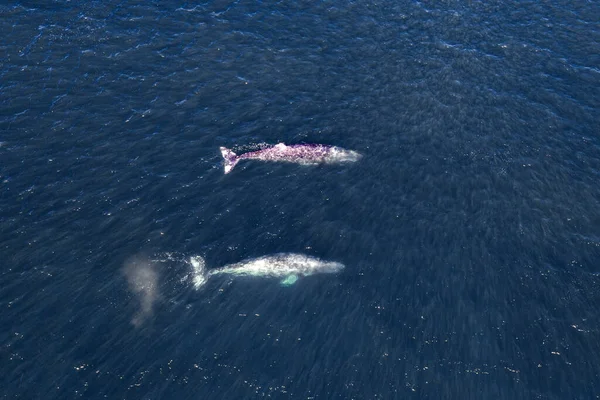 Ballena Gris México Bahía Baja California Magdalena Vista Aérea Avión —  Fotos de Stock