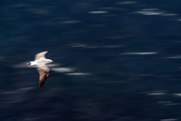 Γλάρος Που Πετά Στη Θάλασσα Επίδραση Κίνησης Στον Ουρανό — Φωτογραφία Αρχείου