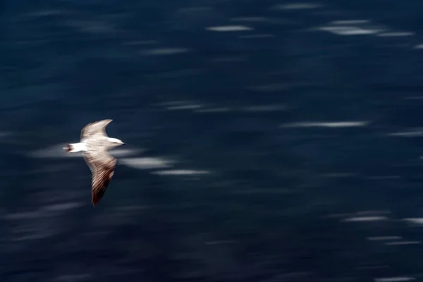 Mouette Volant Sur Mer Effet Déplacement Sur Ciel — Photo