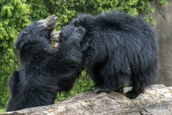 Luiaardberen Tijdens Het Vechten Spelen — Stockfoto