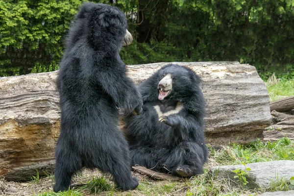 Faultiere Beim Kämpfen Und Spielen — Stockfoto