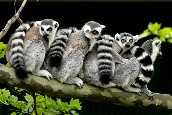 Lemur Maymun Aile Ağacı Üzerinde — Stok fotoğraf