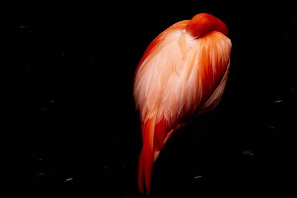 Rosa Flamingo Isolerad Svart Bakgrund — Stockfoto
