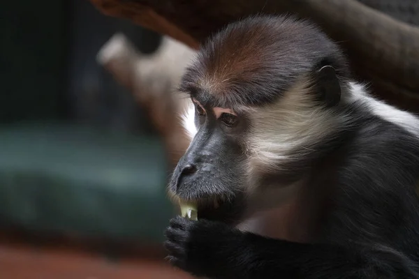 Retrato Mono Mono Mangabey Tapado Rojo —  Fotos de Stock