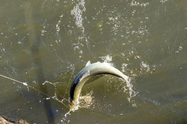 Prises Poisson Haché Sur Une Canne Pêche Dans Une Rivière — Photo