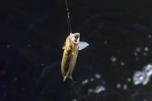 Angelhaken Angelrute Einem Fluss Gefangen — Stockfoto