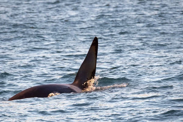 Orca Zabiják Velryba Středozemním Moři Uvnitř Přístavu Janov Itálie Islandu — Stock fotografie