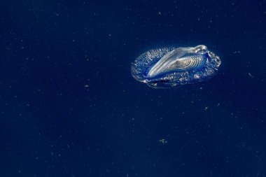 Derin mavi deniz arka planında velella denizanası