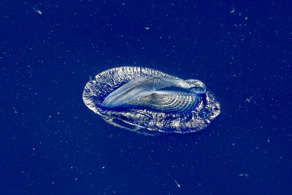 Medusas Velella Sobre Fondo Marino Azul Profundo — Foto de Stock
