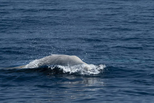 Gänseschnabelwal Delfin Ziphius Cavirostris Ultra Selten Weiß — Stockfoto