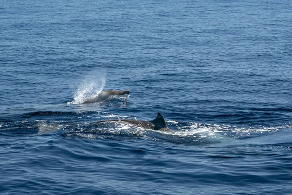 Goose Beaked Whale Dolphin Ziphius Cavirostris Ultra Raro — Fotografia de Stock