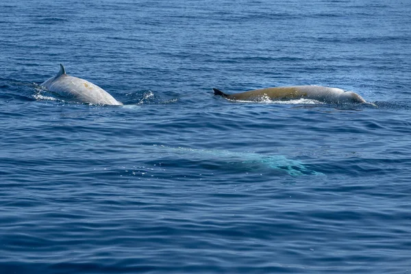 Goose Beaked Whale Dolphin Ziphius Cavirostris Ultra Rare White — Stock Photo, Image