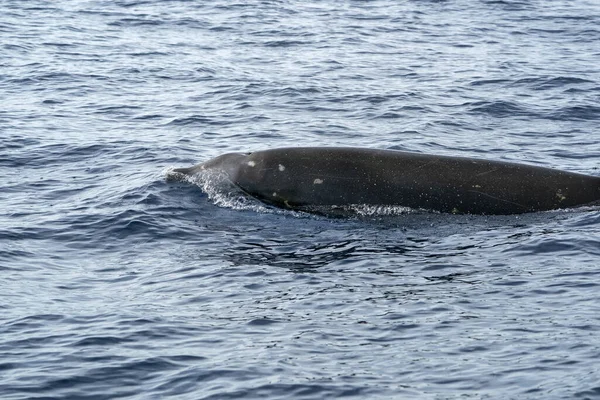 Oca Becco Balena Delfino Ziphius Cavirostris Ultra Raro — Foto Stock
