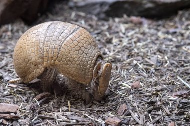 Armadillo Patagonya Arjantin 'de yakın plan portresi