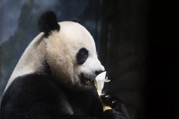 大熊猫一边吃竹子一边近距离拍照 — 图库照片