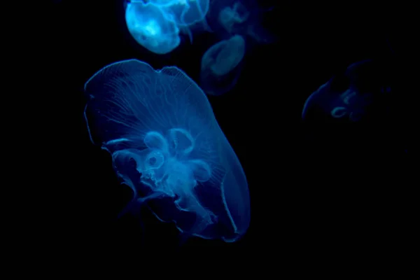 Méduses Isolées Sur Fond Noir — Photo