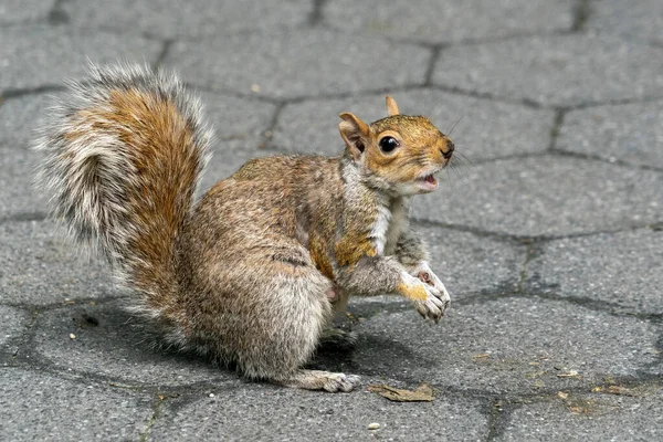 Grauhörnchen Madison Square Park New York City Portrait — Stockfoto