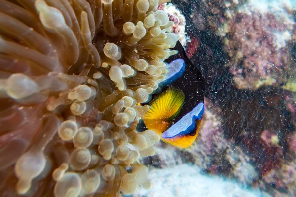 Giro Movimiento Payaso Peces Portait Mientras Mira Desde Tentáculos Anémona —  Fotos de Stock