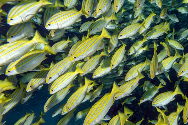몰디브에서 다이빙 노란색 Lutjanidae의 — 스톡 사진