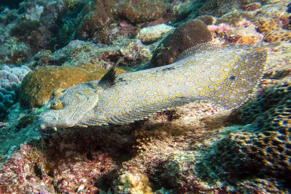 Peces Planos Bajo Agua Mientras Bucea Maldivas — Foto de Stock