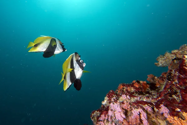 Two Butterly Angel Fish Yellow Blue Reef Background — Stock Photo, Image