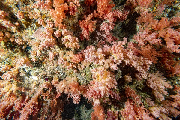 Alcyonarian Soft Coral Wall Underwater While Diving Maldives Asia — Stock Photo, Image