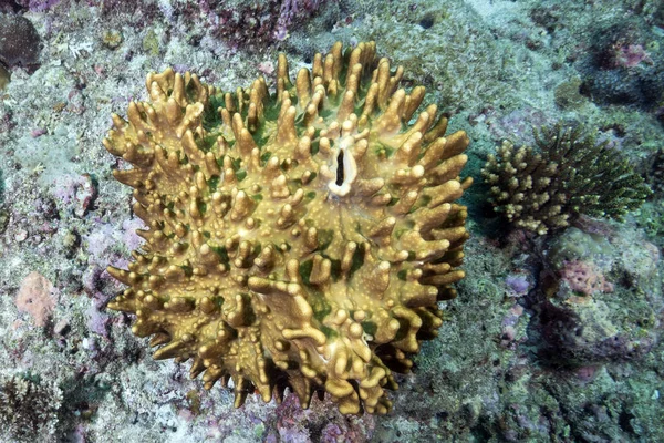 Detalhe Macro Coral Duro Raja Ampat Papua Indonésia — Fotografia de Stock