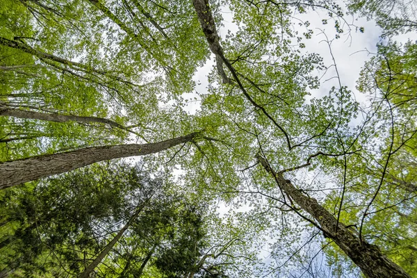 Fortest Baum Äste Den Himmel Von Unten Ansicht — Stockfoto