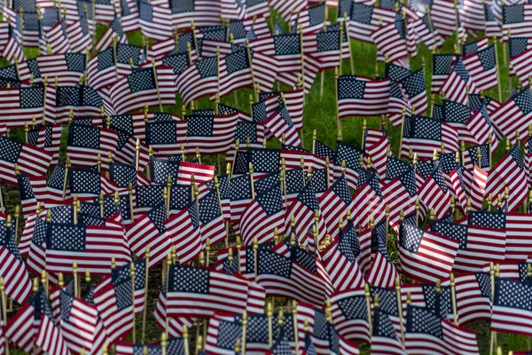 Molte Bandiere Usa Sul Campo Erba Verde — Foto Stock