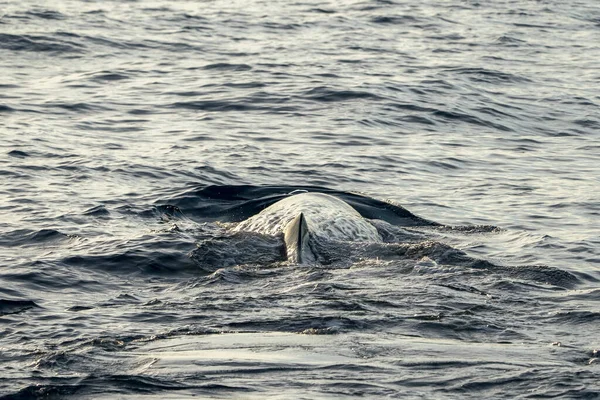 日没時に精子クジラの頭を閉じる — ストック写真