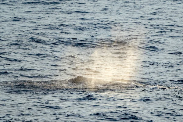 Sperm Whale Sunset Close While Blowing Breathing — Stock Photo, Image