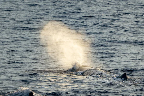 太阳落山时 抹香鲸在呼吸时关上了嘴 — 图库照片