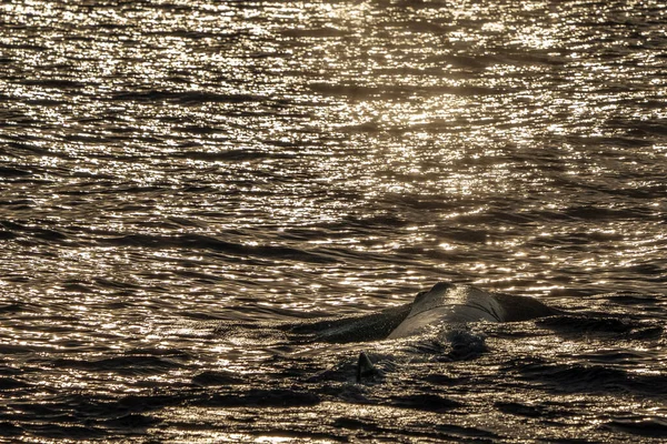 Perm Whale Huvud Vid Solnedgången Närbild — Stockfoto