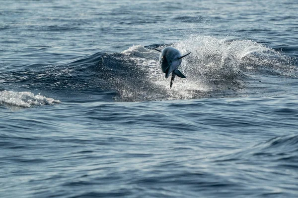 Delfín Rayado Feliz Saltando Fuera Del Mar — Foto de Stock