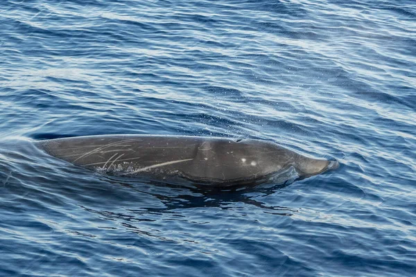 Dolphin Husa Zobák Cuvier Velryba Ultra Vzácné Vidět — Stock fotografie