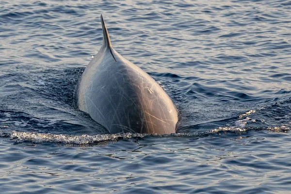 Dolphin Goose Beaked Cuvier Whale Ultra Rare See — Stock Photo, Image