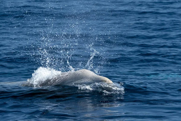 Gänseschnabelwal Delfin Ziphius Cavirostris Ultra Selten Weiß — Stockfoto