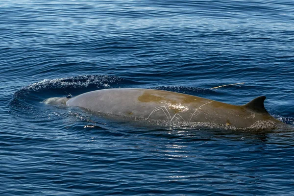 Delfin Liba Csőrű Cuvier Bálna Ultra Ritka Látni — Stock Fotó