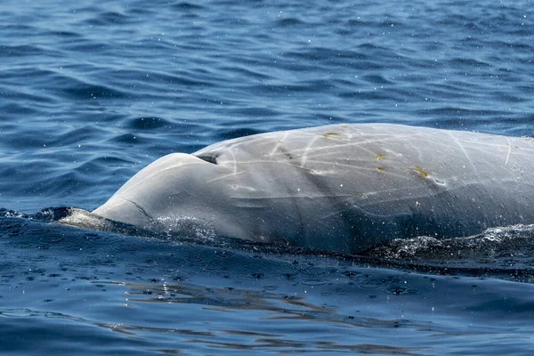 Oie Baleine Bec Dauphin Ziphius Cavirostris Ultra Rare Blanc — Photo