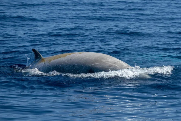 鹅嘴鲸海豚 Ziphius Cavirostris 非常罕见的白色 — 图库照片
