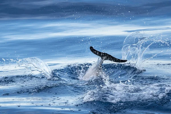 Happy Striped Dolphin Jumping Sea — Stock Photo, Image