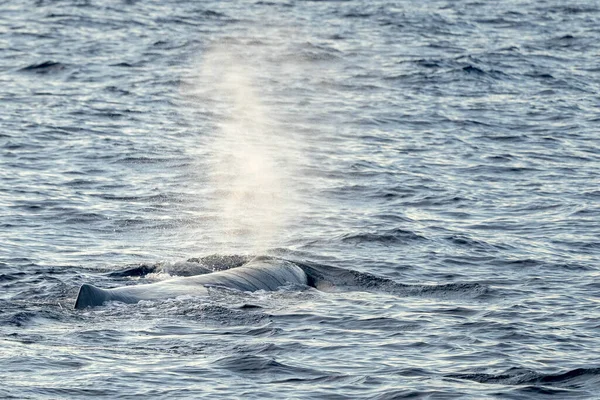 呼吸を吹いている間に日没時に精子クジラを閉じる — ストック写真