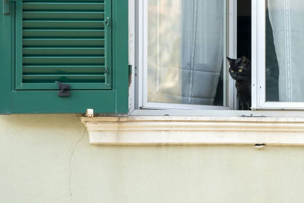 Gato Janela Olhando Para Fora Durante Quarentena Coronavírus Genoa Itália — Fotografia de Stock