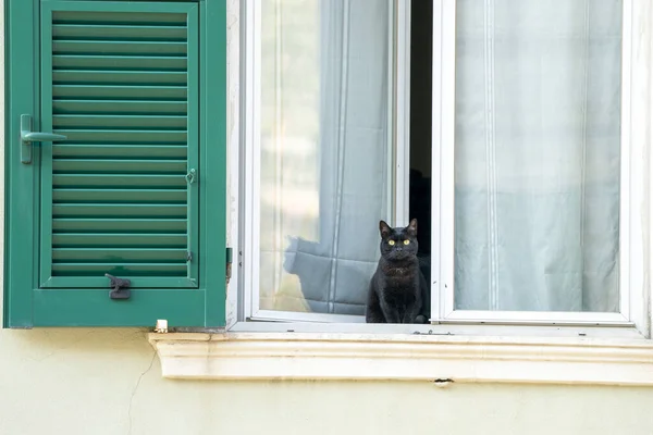 Kot Oknie Patrząc Zewnątrz Podczas Kwarantanny Koronawirusowej Genui — Zdjęcie stockowe